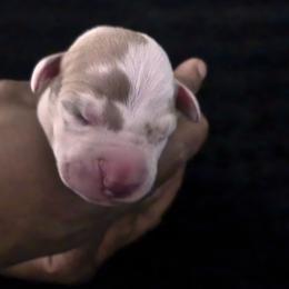 Atticus - Harlequin male Great Dane puppy in Colorado Springs, Colorado from Pilot Danes