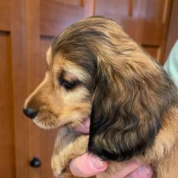 Black and Tan - Black and tan male Dachshund puppy in Sultan, Washington from Honeydew Ranch