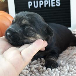 Obie - Black and gold male Shorkie puppy in Charleston, West Virginia from Mountain State Puppies