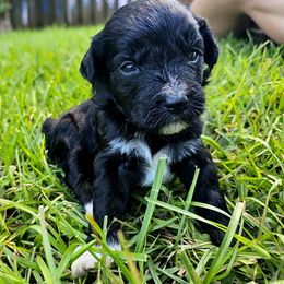 Scooby - Black and white male Aussiedoodle puppy in Easley, South Carolina from Addy Greaton Farms