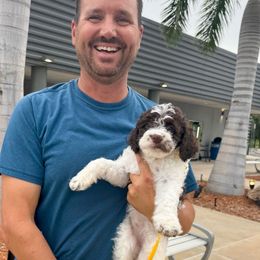Mirella (admirable) - White female Lagotto Romagnolo puppy in Lakeland, Florida from Joyful Heart