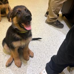 Blossom - Black and red female German Shepherd puppy in Troy, New York from Vom Kalte Stadt