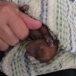 Red Girl 2 - Red female Miniature Pinscher puppy in Georgetown, Texas from Rehdiant Miniature Pinschers