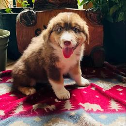 Australian Shepherd Puppies from Black Canyon Corral Aussies