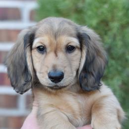 ARMANI- AKC Import Lines - Cream male Dachshund puppy in Coweta, Oklahoma from Sunnyside Dachshunds