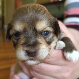 Boy 2 - Chocolate sable male Havanese puppy in Mocksville, North Carolina from A New Hope Havanese