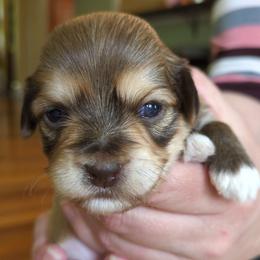 Boy 2 - Chocolate sable male Havanese puppy in Mocksville, North Carolina from A New Hope Havanese