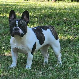 Ellie - French Bulldog