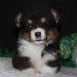 Heath - Black and tan female Pembroke Welsh Corgi puppy in Washington from Castle View Royal Rumps