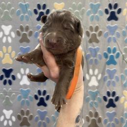Orange collar - Liver male German Shepherd puppy in Pelham, North Carolina from P & P Shepherds