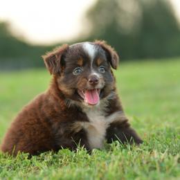 Miniature Australian Shepherd and Toy Australian Shepherd Puppies from Southern Edition Aussies
