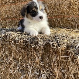 Pembroke Welsh Corgi Puppies from Whistling Wind Corgi’s