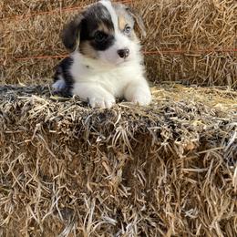 Pembroke Welsh Corgi Puppies from Whistling Wind Corgi’s