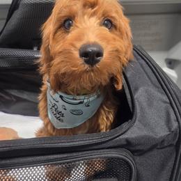 Cavalier King Charles Spaniel, Cavapoochon, and Goldendoodle Puppies from Timshell Farm: Specialty Crossbreed Puppies