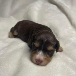 Annie - Liver female Miniature Schnauzer puppy in Brundidge, Alabama from Deez Pups Magnificent Schnauzers