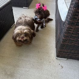 Shih Tzu puppies from Mosley Kennel Shih Tzu