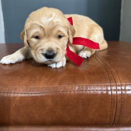 Golden Retriever Female- Red - Golden female Golden Retriever puppy in Piedmont, South Carolina from The Farm at Saluda Ridge