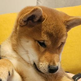 Shiba Inu from KurguzkinShiba