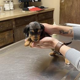 Dachshund Puppies from LPS weenies