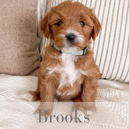 Brooks - Red  male Goldendoodle puppy in Melba, Idaho from KZ Doodles