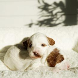 Goldendoodle Puppies from Blissful Doodles