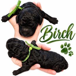 Birch - Black male Saint Berdoodle puppy in Garland, Texas from Brewer's Doodles and French Bulldogs