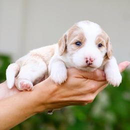 Ghost - Red male Bernedoodle puppy in Glendale, Arizona from Arizona Bernedoodles
