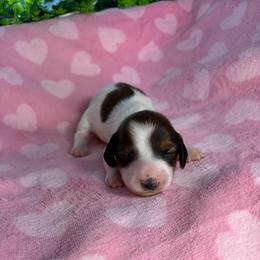 Megan - Piebald female Dachshund puppy in Lake City, Florida from My Ditzy Doxies of Florida