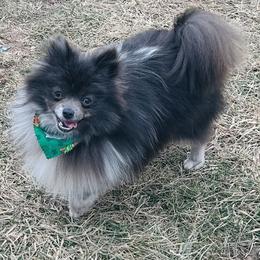 Fossil - Blue merle female Pomeranian puppy in Buck Valley, Pennsylvania from Buck Valley Pomeranians