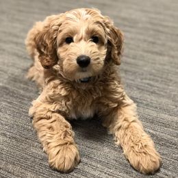 Goldendoodles from Sir Winston the Doodle