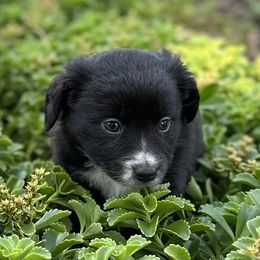 Girl 2 - Black & white Australian Shepherd puppy in Oakland City, Indiana from Moonlightaussies