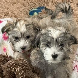 Havanese from Eorzea Havanese