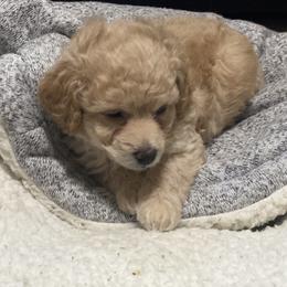 Poodle Puppies from Diaz Poodles