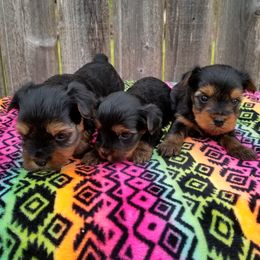 Yorkshire Terrier Puppies from The Yorkie Empire