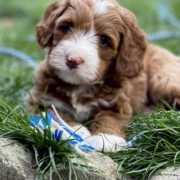 Australian Labradoodle Puppies from Cascade Canyon Labradoodles