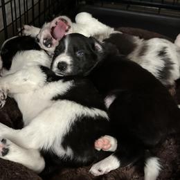 Border Collie Puppies from Roaring River Border Collies