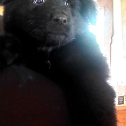 German Shepherd Puppies from Lux GSD