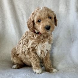 Boy 3 - Apricot male Goldendoodle puppy in Lapeer, Michigan from Doodle All Day