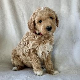Boy 3 - Apricot male Goldendoodle puppy in Lapeer, Michigan from Doodle All Day