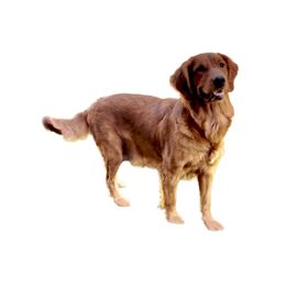 Dallas - Golden Retriever