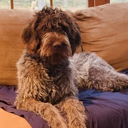Harry - Wirehaired Pointing Griffon