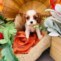 Colby - Blenheim female Cavalier King Charles Spaniel puppy in Bellevue, Michigan from Phoenix Farm