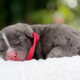 Pumpkin - Red Collar - Merle male Bernedoodle puppy in Highland, Utah from Angel Pups Deluxe