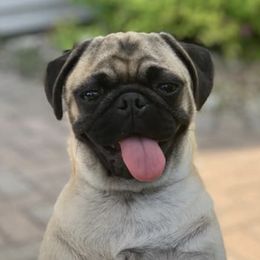 Pugs from SugarBug Pugs