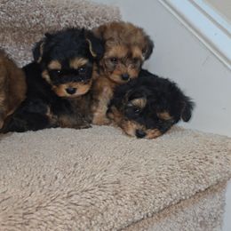 Biewer Terrier, Yorkipoo, and Yorkshire Terrier Puppies from Tiny Paws Luxury Pets