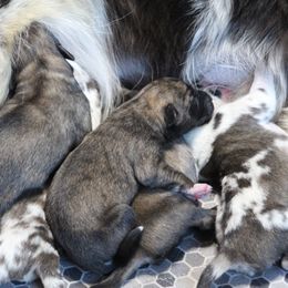 Australian Shepherds from Tumbling Tresses Farm