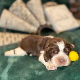Yellow boy - Liver white and roan male English Springer Spaniel puppy in Cleburne, Texas from Powers English Springer Spaniels