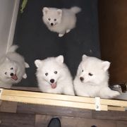 American Eskimo Dog Puppies from Turks Eskis