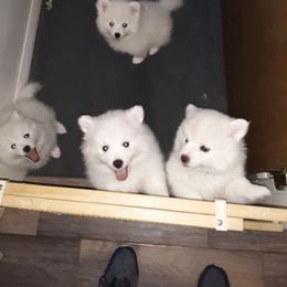 American Eskimo Dog Puppies from Turks Eskis