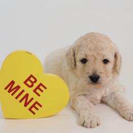 Lana del Rey - Cream female Goldendoodle puppy in Pleasant Grove, Utah from Canterbury Canines